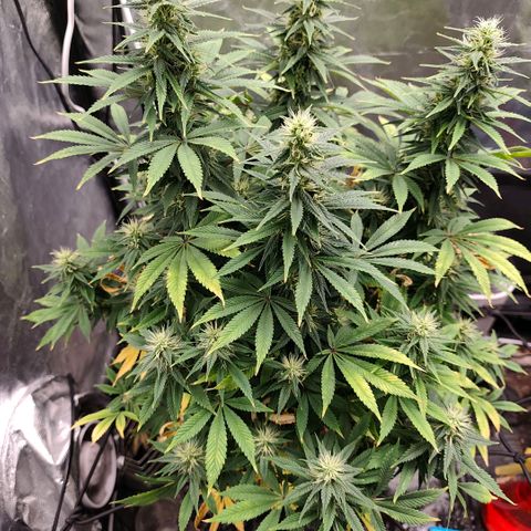 Bubblegum XL growlog timeline photo