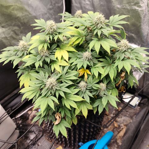 Fruit Spirit growlog timeline photo