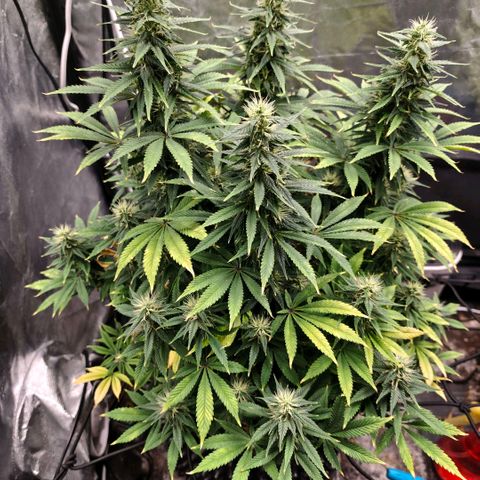 Bubblegum XL growlog timeline photo