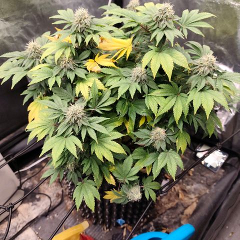Fruit Spirit growlog timeline photo