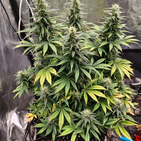Bubblegum XL growlog timeline photo