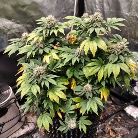 Fruit Spirit growlog timeline photo