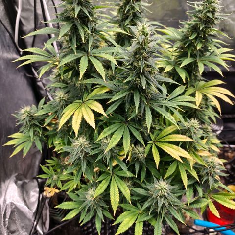 Bubblegum XL growlog timeline photo