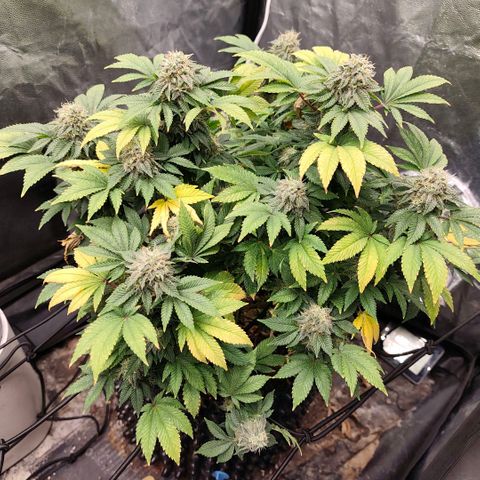Fruit Spirit growlog timeline photo