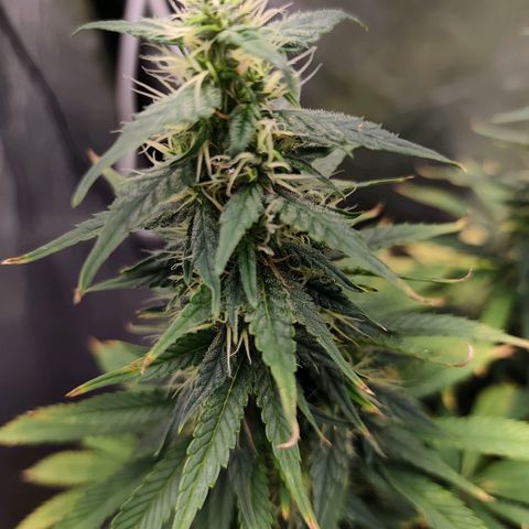 Bubblegum XL growlog timeline photo