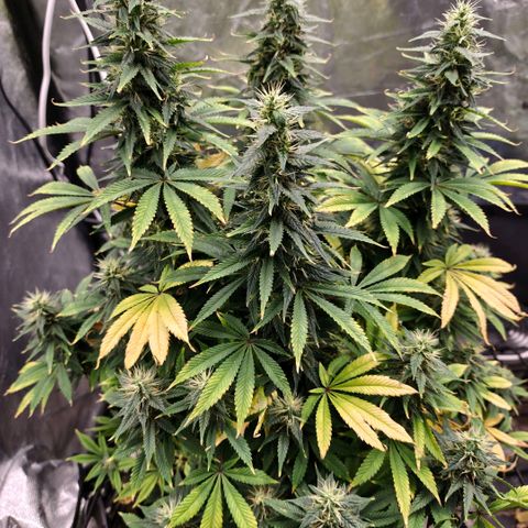 Bubblegum XL growlog timeline photo