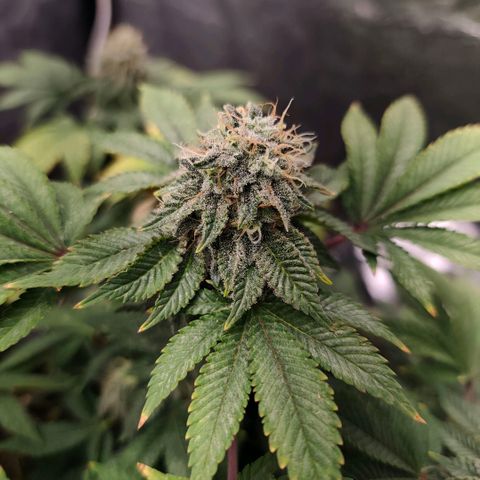 Fruit Spirit growlog timeline photo