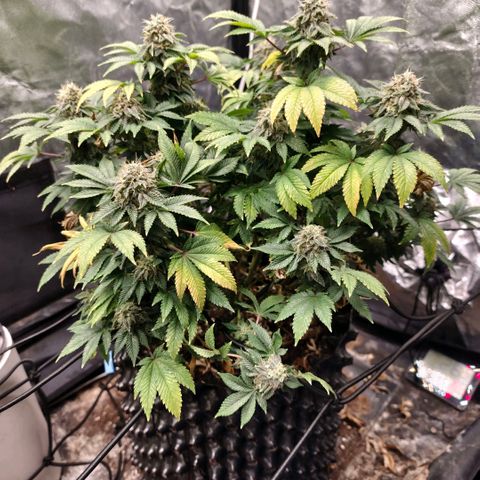 Fruit Spirit growlog timeline photo
