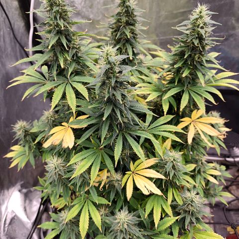 Bubblegum XL growlog timeline photo