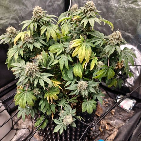 Fruit Spirit growlog timeline photo
