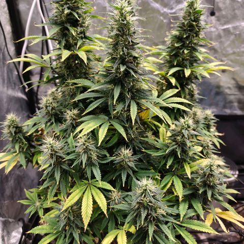 Bubblegum XL growlog timeline photo