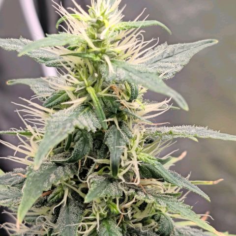 Bubblegum XL growlog timeline photo