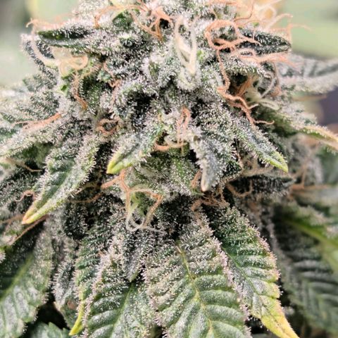 Fruit Spirit growlog timeline photo