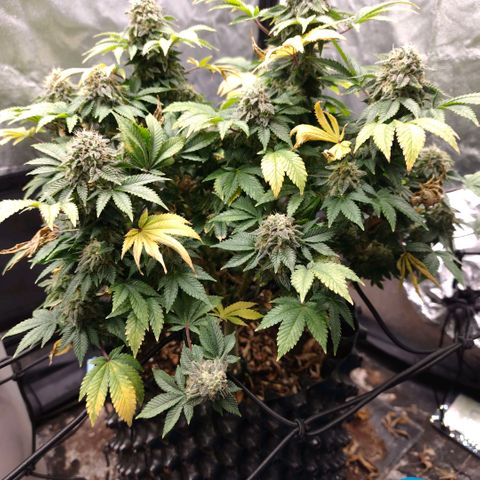 Fruit Spirit growlog timeline photo