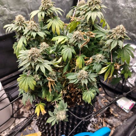 Fruit Spirit growlog timeline photo
