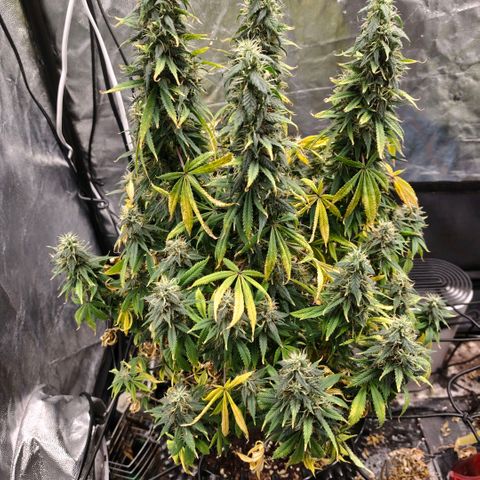 Bubblegum XL growlog timeline photo