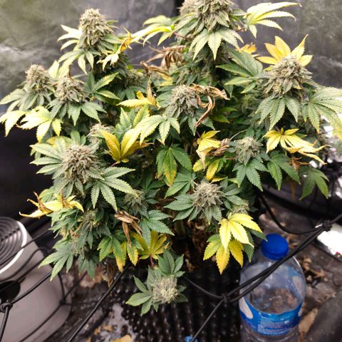 Fruit Spirit growlog timeline photo