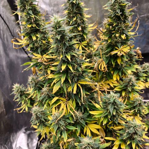 Bubblegum XL growlog timeline photo