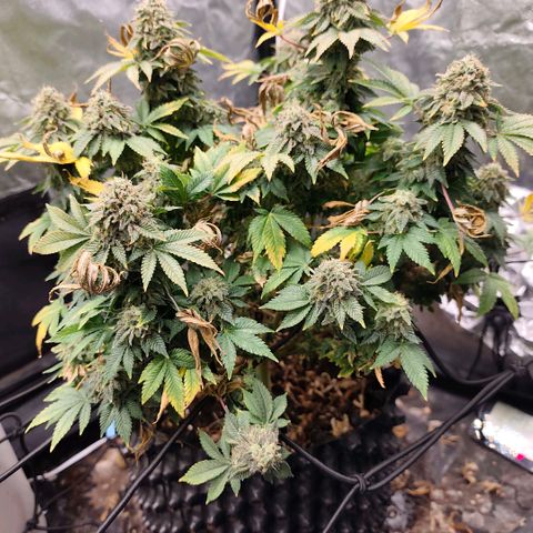 Fruit Spirit growlog timeline photo