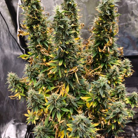 Bubblegum XL growlog timeline photo