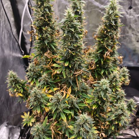 Bubblegum XL growlog timeline photo