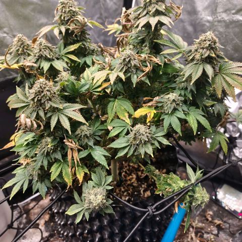 Fruit Spirit growlog timeline photo