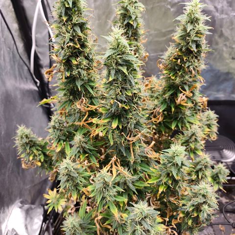 Bubblegum XL growlog timeline photo