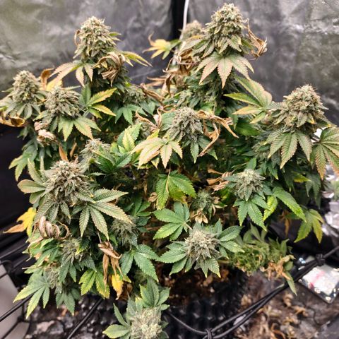 Fruit Spirit growlog timeline photo