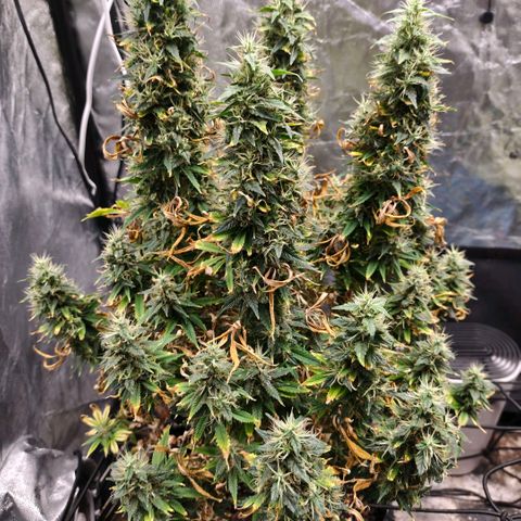 Bubblegum XL growlog timeline photo