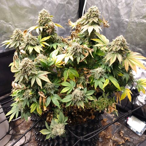 Fruit Spirit growlog timeline photo