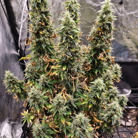 Bubblegum XL growlog timeline photo
