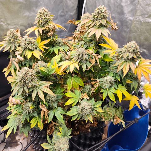 Fruit Spirit growlog timeline photo
