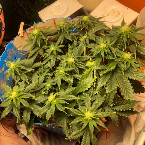 Orange bubblegum #2 growlog timeline photo