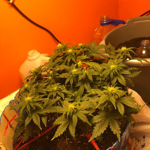 Orange bubblegum #2 growlog timeline photo