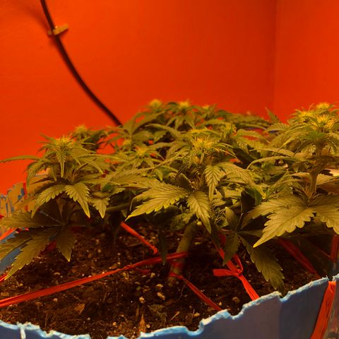 Orange bubblegum #2 growlog timeline photo