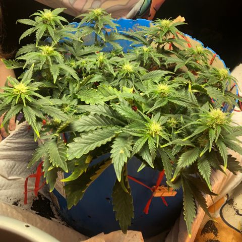 Orange bubblegum #2 growlog timeline photo