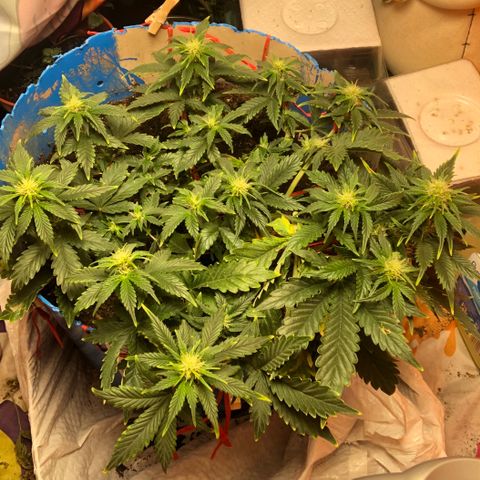 Orange bubblegum #2 growlog timeline photo