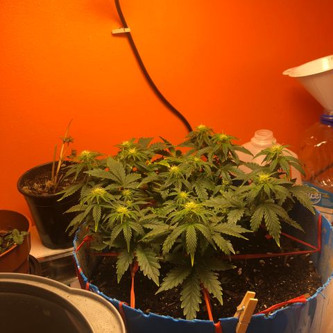 Orange bubblegum #2 growlog timeline photo