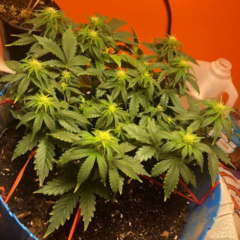 Orange bubblegum #2 growlog timeline photo