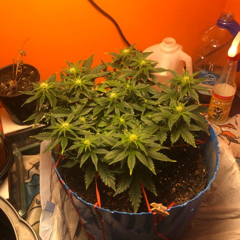 Orange bubblegum #2 growlog timeline photo