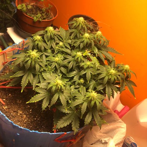 Orange bubblegum #2 growlog timeline photo