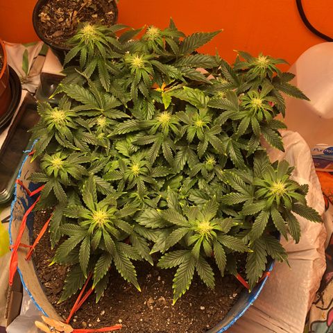 Orange bubblegum #2 growlog timeline photo