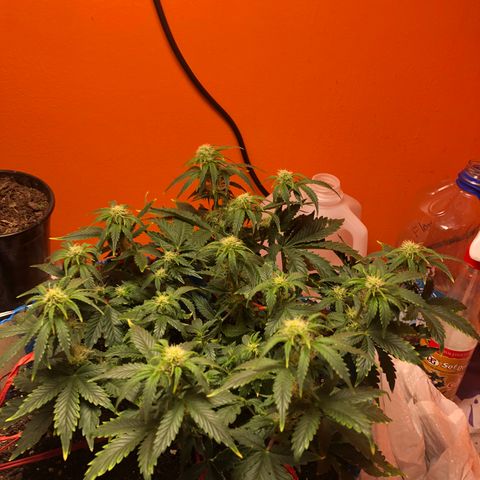 Orange bubblegum #2 growlog timeline photo