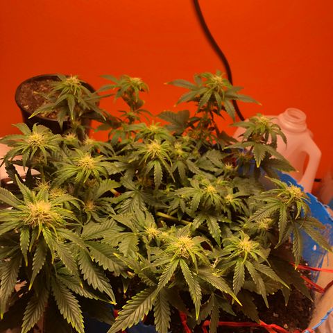 Orange bubblegum #2 growlog timeline photo