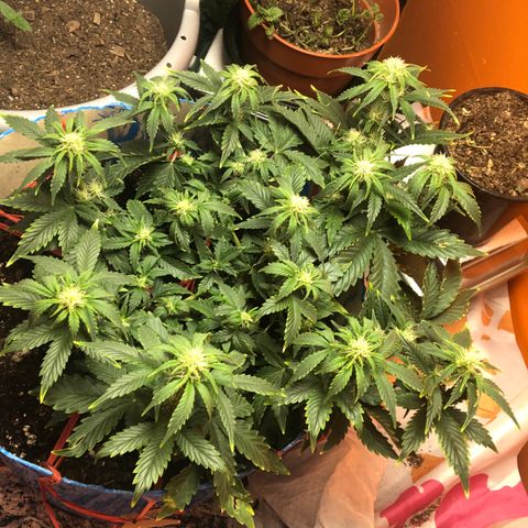 Orange bubblegum #2 growlog timeline photo