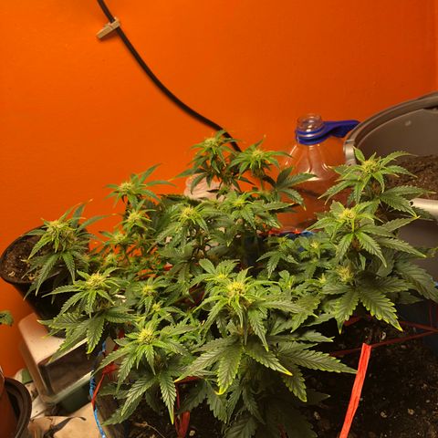 Orange bubblegum #2 growlog timeline photo