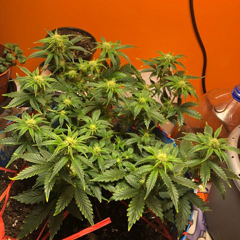 Orange bubblegum #2 growlog timeline photo