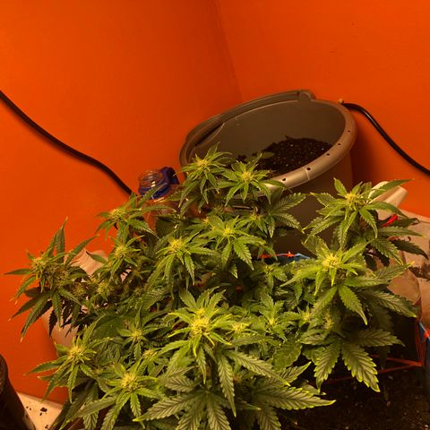 Orange bubblegum #2 growlog timeline photo