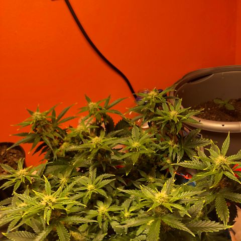 Orange bubblegum #2 growlog timeline photo