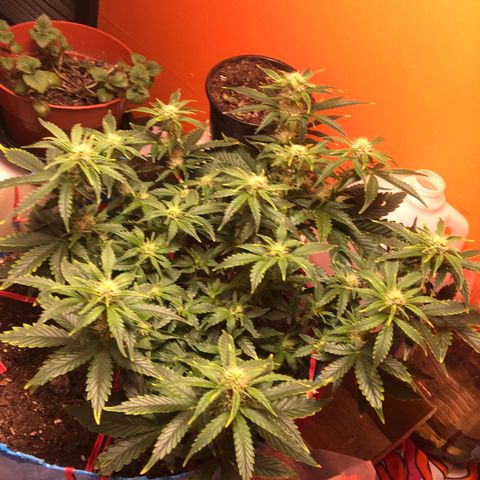 Orange bubblegum #2 growlog timeline photo